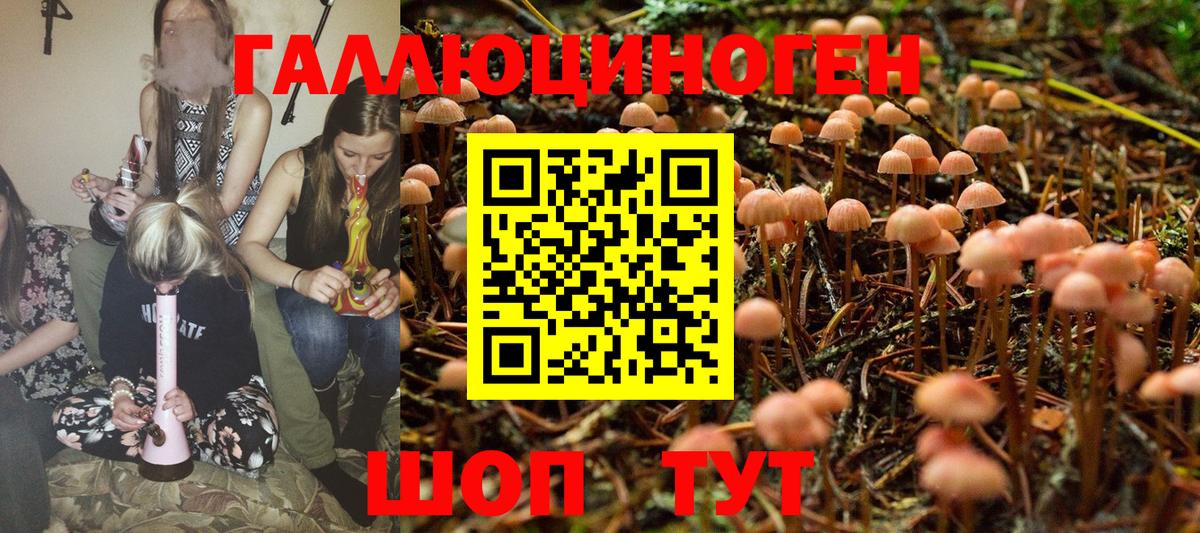 Псилоцибиновые грибы Psilocybe Будённовск